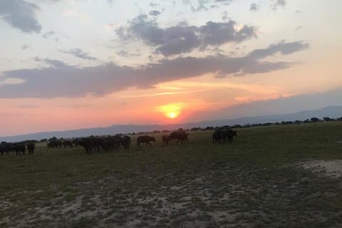 16 dage Uganda Wildlife Safari Holiday