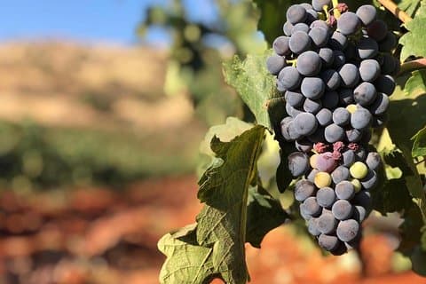 Balade viticole au sud du Liban