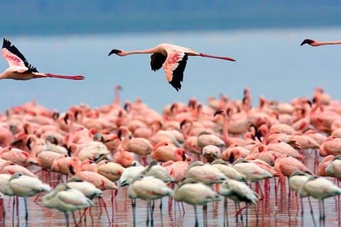 Full Day Lake Nakuru National Park Tour