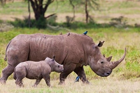 Safari nel Parco Nazionale di Nairobi – Big 4 Adventure a pochi minuti di distanza