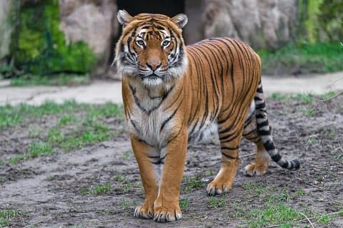 Praha Zoo Admission Billett inkludert Round Trip Transfer