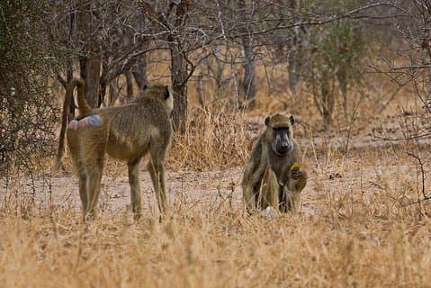 2 Tage: Tarangire und Ngorongoro Krater