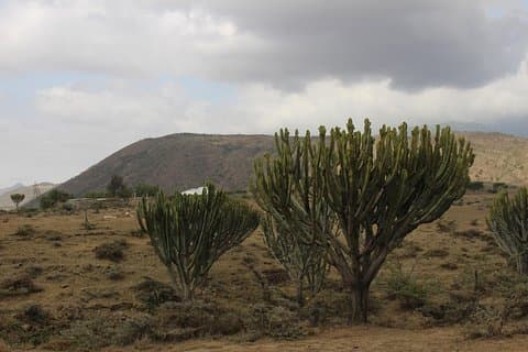 Meserani Snake Park Guided Day Tour in Arusha