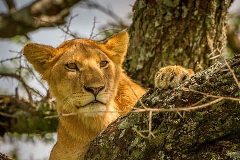 4 Tage: Erstaunliche Gruppensafari