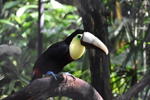 Skip the Line: Rescate Wildlife Rescue Centre General Admission Ticket