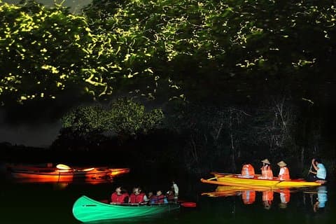 Bohol Firefly kijken (privé)