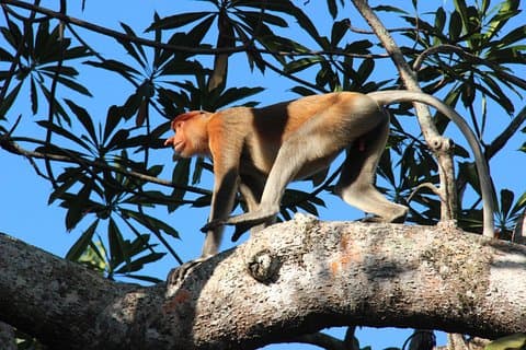 Borneo (Klias) River Cruise & Fireflies Tour