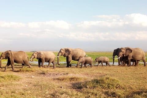 Tsavo og Amboseli nasjonalpark 3 dager safari