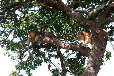 2 dagars Amboseli nationalpark safaripaket