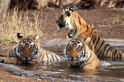 6 dagars Golden Triangle-turné med Ranthambore: Delhi Agra Jaipur Ranthambore Tour