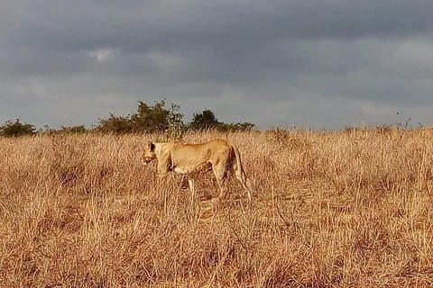 Lake Nakuru National Park Express Day Trip