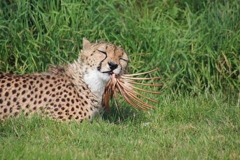 18日間の野生生物、風景、文化サファリ（宿泊）