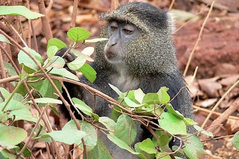 Trekking at Udzungwa Mountains and Tour at Nyerere National Park