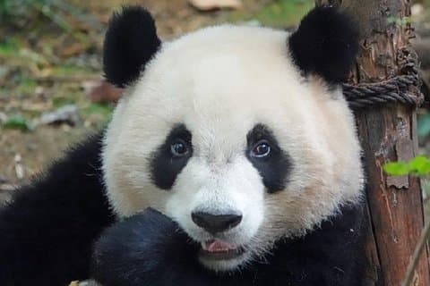Chengdu Private Full Day Panda Breeding Center en Sanxingdui Museum Tour