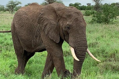 7 giorni / 6 notti - fauna selvatica di lusso in Tanzania e safari a piedi