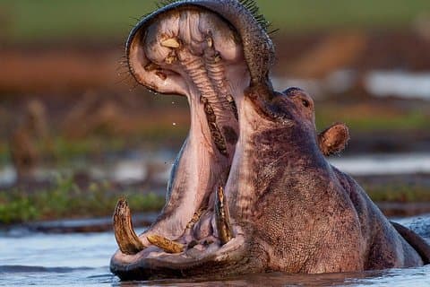 3 Jour : Paysages du Serengeti et du cratère du Ngorongoro