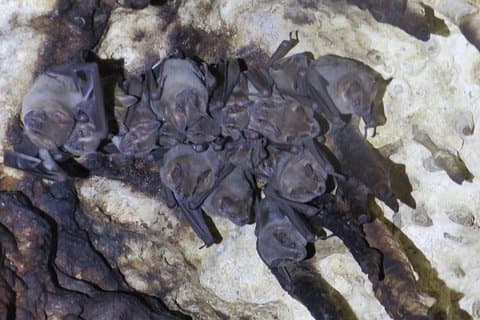 Cenoter dykker Dos Ojos og Bat Cave