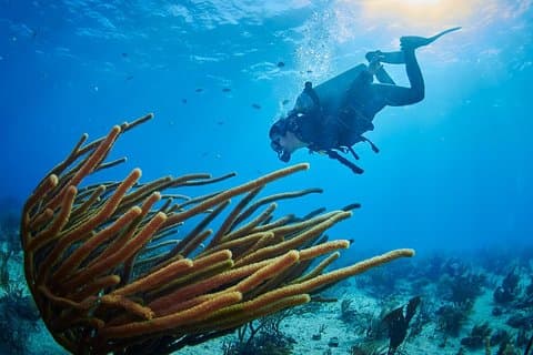 Plongée à Playa del Carmen