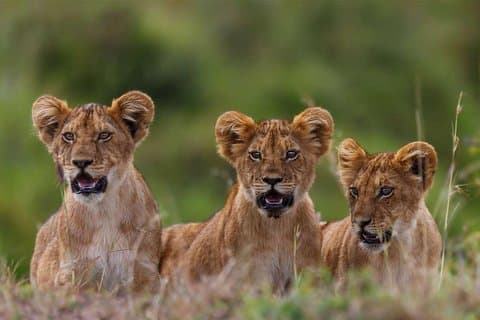 5-Days Masai Mara- Lake Nakuru - Lake Naivasha Kenya Safari Tour
