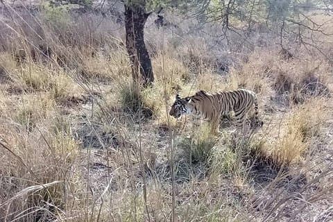 PARCO NAZIONALE DI RANTHAMBORE (3 notti / 4 giorni)