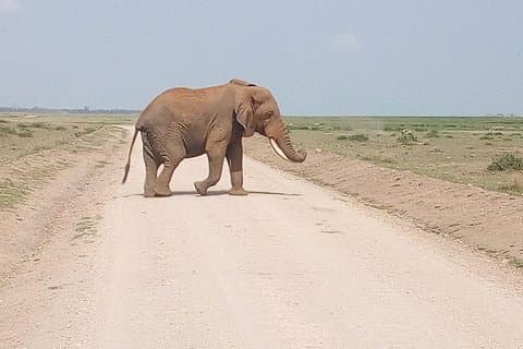 Excursão de um dia a Olpejeta