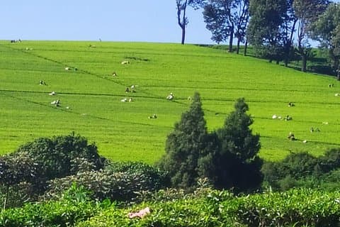 Visite de la ferme à thé: thé Kiambethu