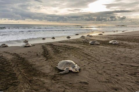 Turtle Watching Tour