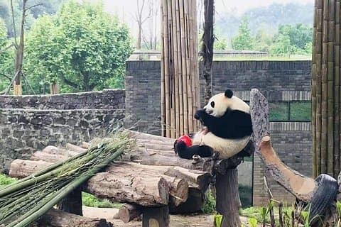 Chengdu Expert Tour of Panda Research Center in Half Day