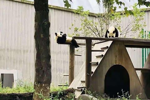 Chengdu Expert Tour på Panda Research Center Plus dit interesserede websted