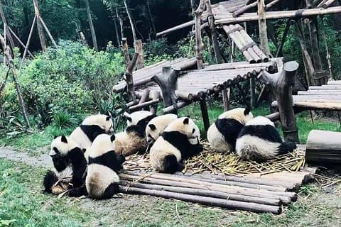 Chengdu Panda Impression Private Tagestour
