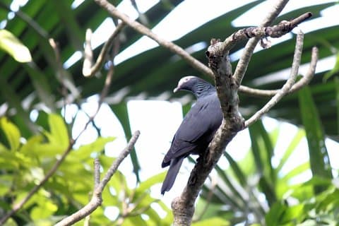 Highlight Bird Sanctuary e Montego Bay Highlight Tour