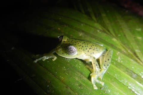 Excursão privada de 4 horas de caminhada na selva no Panamá