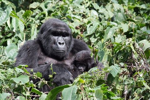 5 giorni di gorilla e rafting sulle rapide in Uganda Safari Adventure