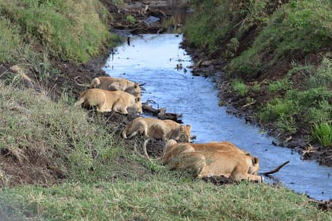 Grupo de 4 dias e 3 noites juntando-se ao Lodge Safari para Serengeti, Ngorongoro e Manyara