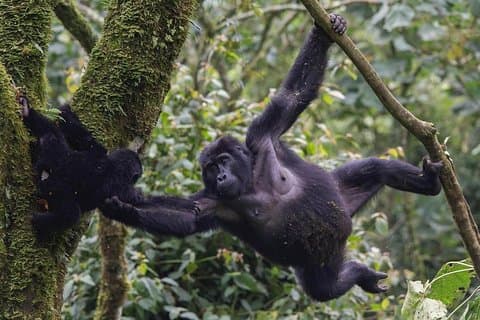 3 Tage Gorilla Trekking Safari in Uganda - Preisgünstige Safari
