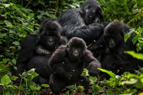 5-daagse gorilla's, leeuwen en watersafari in Oeganda