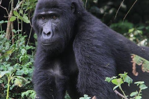9-Day Uganda Primates - Lions & so Much More (Midrange)