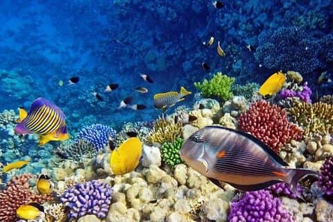 Snorkeling tour at Paradise island Hurghada