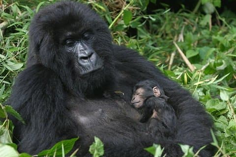 Safari de gorila de 3 dias em Ruanda - Safari de médio alcance