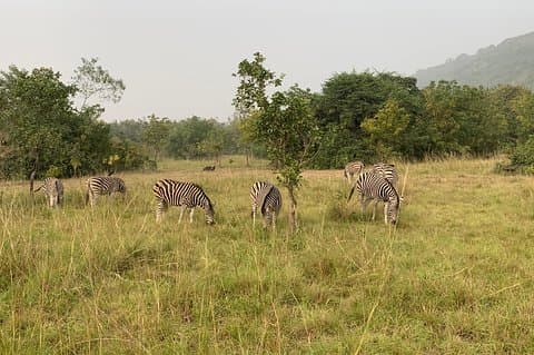 Entdecken Sie die Natur in Shai Hills und Akosombo: Wilde Tiere, Höhlen und Volta-See