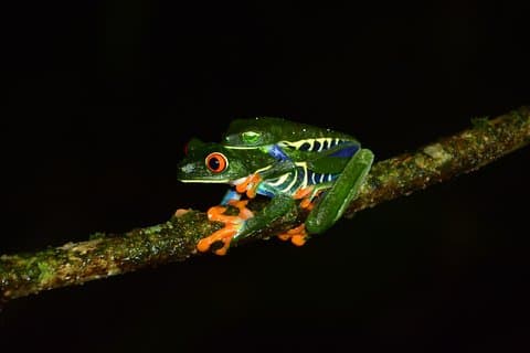 Arvorismo + Balanço Tarzan + Caminhada Noturna
