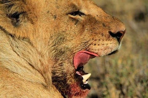 5 dage, 4 nætter privat safari til Lake Manyara, Serengeti og Ngorongoro parker