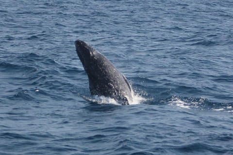 Humpback whale watching