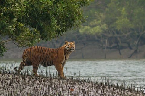 Explora el noreste del Himalaya, la reserva de tigres y la aldea tribal