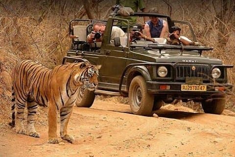 Private Delhi Taj Mahal Agra med Ranthambore jungel safari tur