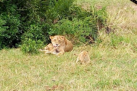 6 dias de safáris no Quênia Maasai Mara-Lake Nakuru Amboseli National Park