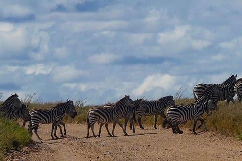 #1 Miglior tour di un giorno in Tanzania Safari Tarangire Avventura