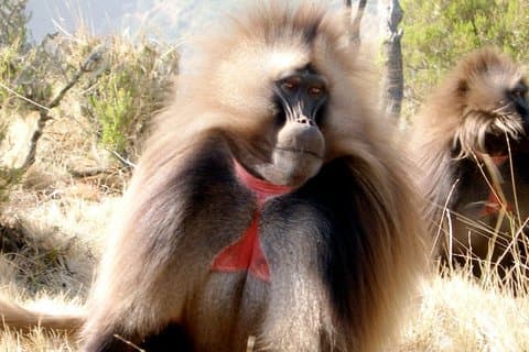 Dagstur fra Addis Abeba til Debre Libanos og Blue Nile Gorge