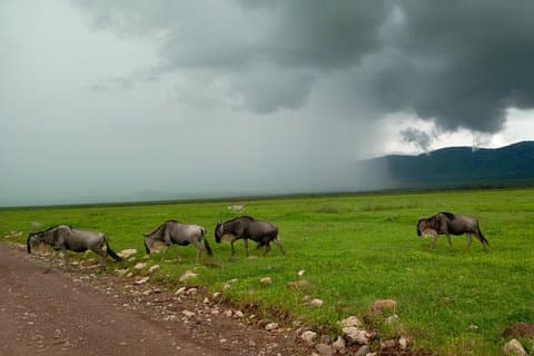 Safari di 5 giorni da Dar es Salaam a Tarangire NP, Manyara NP e Ngorongoro Crater