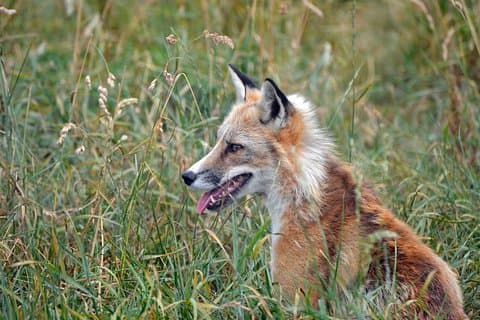 2人のフォックスエンカウンターと公園への入場